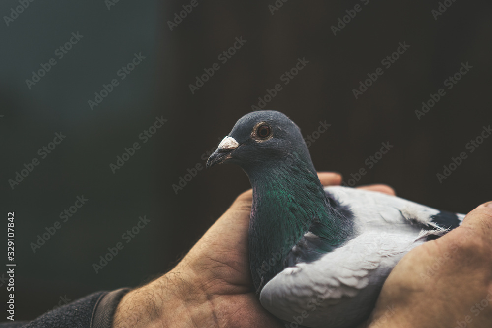 pigeons birds flying or standing agains the sky with a man holding tham. pigeons birds flying or standing agains the sky with a man holding tham.