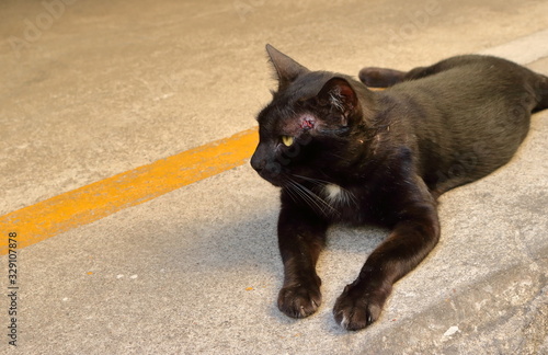 Side view of a black cat with open wound at the head after fighting with another cat  he is lying down on the floor to relax 