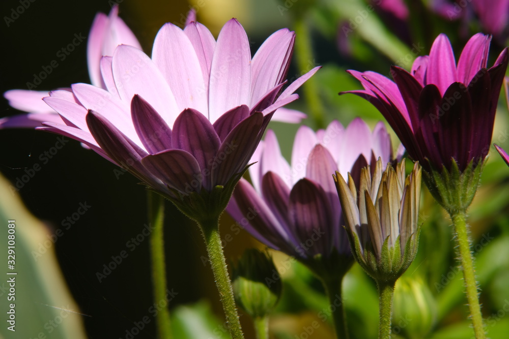Fototapeta premium African pink daisy (Dimorphotheca pluvialis) in a Mediterranean garden.