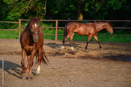 two brown horses in a horse corral at summer