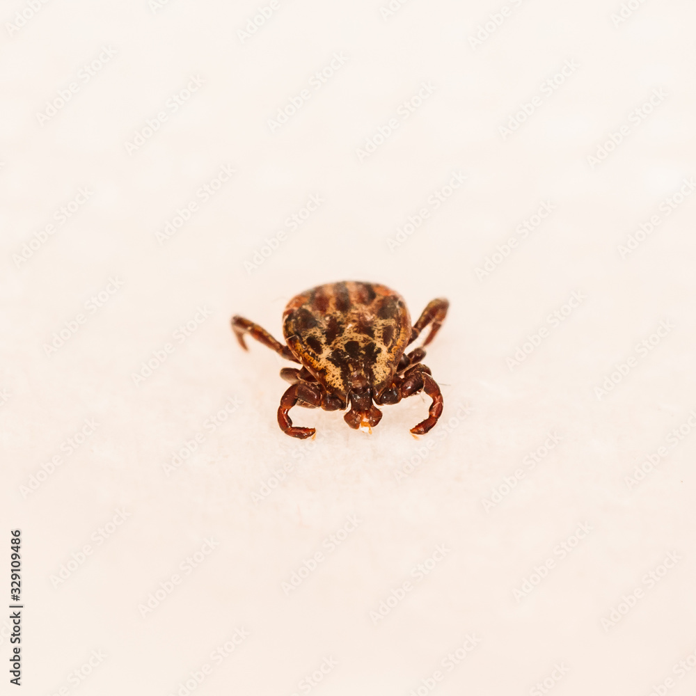 Dermacentor Reticulatus On White Paper Background. Also Known As The Ornate Cow Tick, Ornate Dog Tick, Meadow Tick, And Marsh Tick. Family Ixodidae. Ticks Are Carriers Of Dangerous Diseases Dermacentor Reticulatus On White Paper Background. Also Known As The Ornate Cow Tick, Ornate Dog Tick, Meadow Tick, And Marsh Tick. Family Ixodidae. Ticks Are Carriers Of Dangerous Diseases
