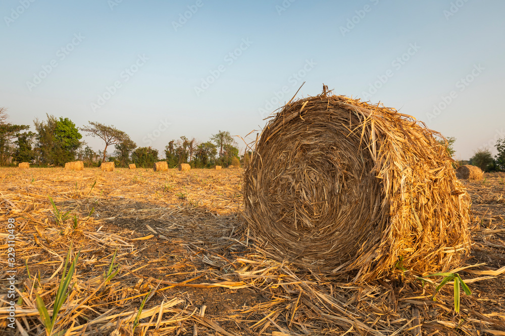 sugarcane straw on the field or biomass from trash sugarcane straw on the field or biomass from trash