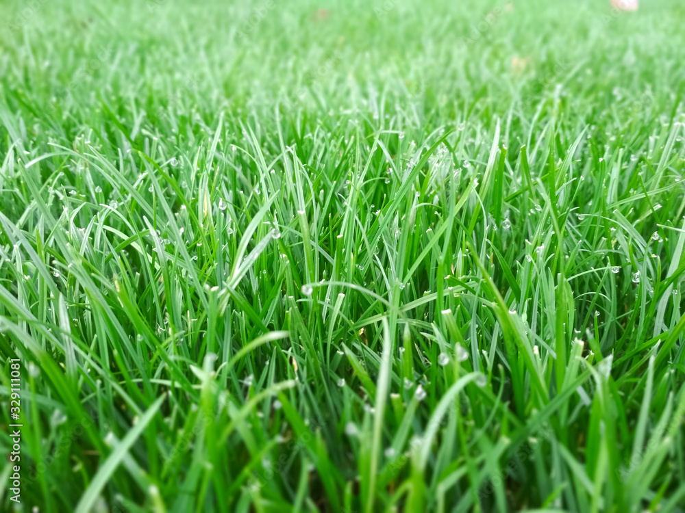 Spring season sunny lawn mowing in the garden. Lawn blur with soft light for background. Spring season sunny lawn mowing in the garden. Lawn blur with soft light for background.