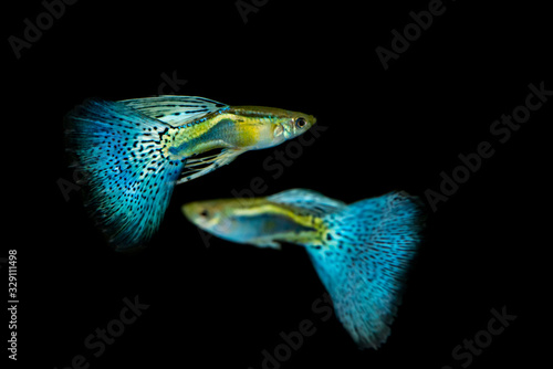 Beautiful and colorful guppy isolated in black background.