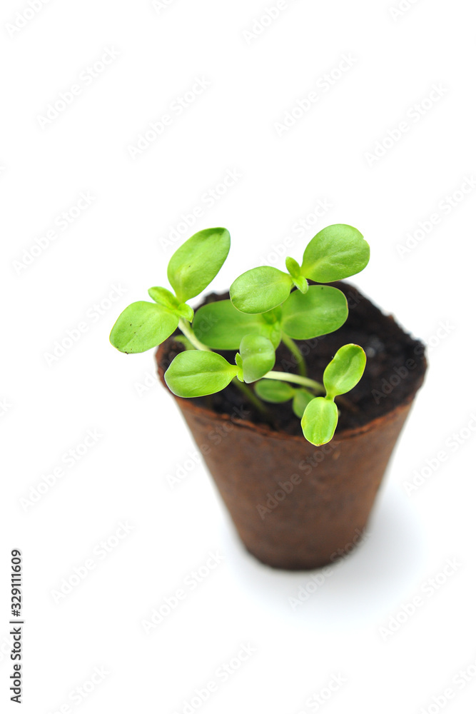 Sunflower sprout growing in a nursery pot with soil showing nice colorful green leafs on a white background Sunflower sprout growing in a nursery pot with soil showing nice colorful green leafs on a white background