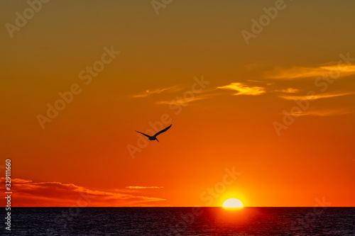 "Pelican At Sunset"