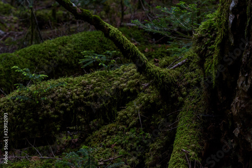 苔の森 © Mori kei