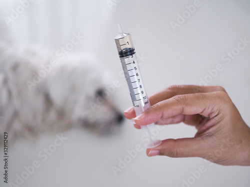 Syringe without needle in hand, Medicine equipment put liquid food for pet, Water medicine for entering sick dogs.