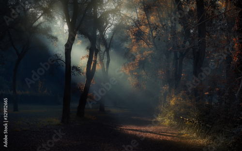 Fototapeta Naklejka Na Ścianę i Meble -  sun rays through the forest trees