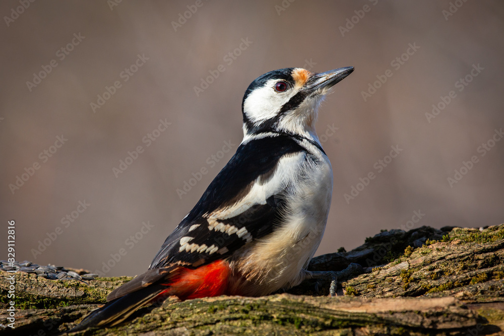 Great spotted Woodpecker