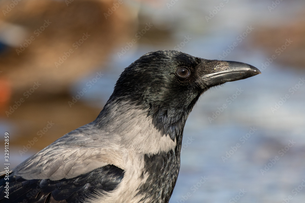 Hooded crow