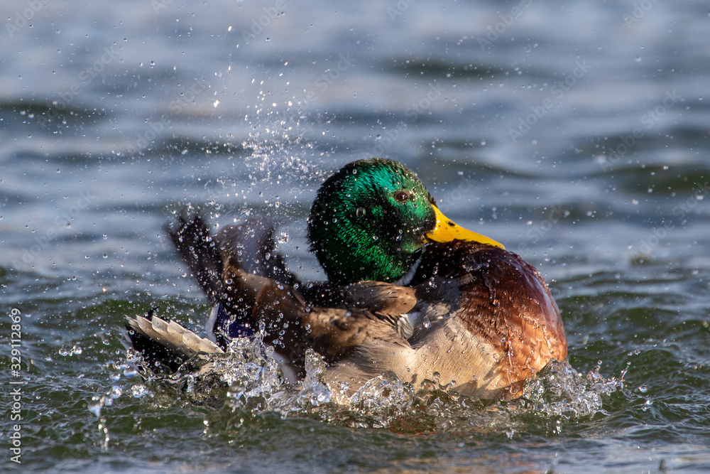 Mallard duck
