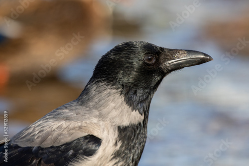 Obraz na płótnie Hooded crow w salonie