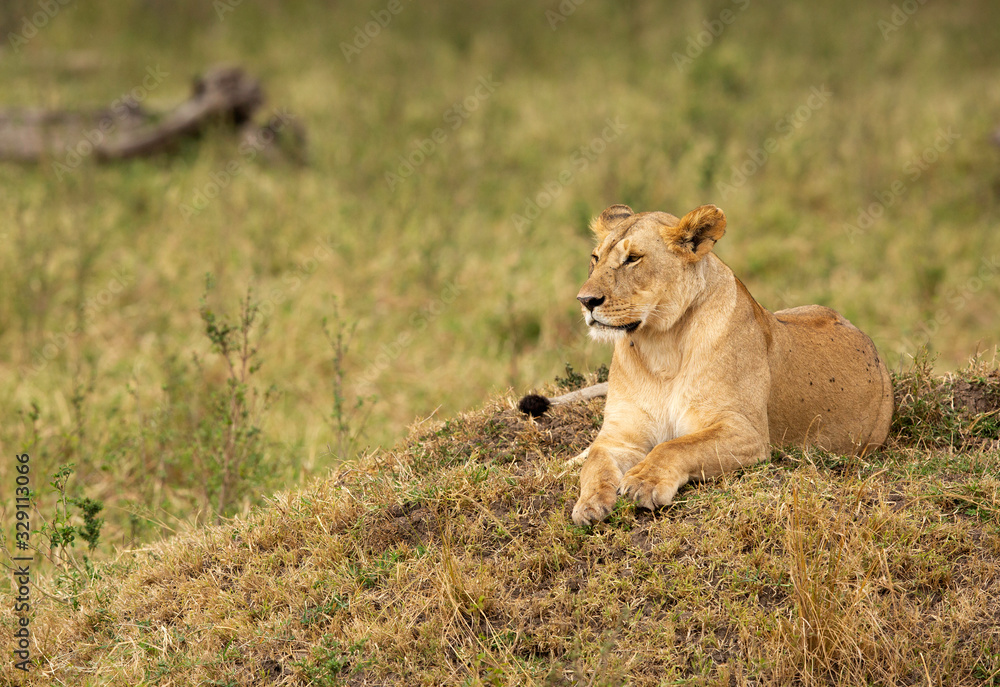 Portrait of a lioness resting on a hillock, Masai Mara Portrait of a lioness resting on a hillock, Masai Mara