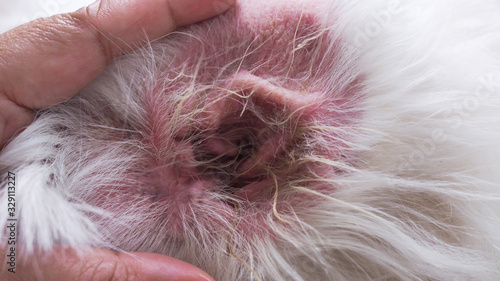 Принти на полотні Furry dog ​​in ear, Infection of dog ears is itching, redness and inflammation