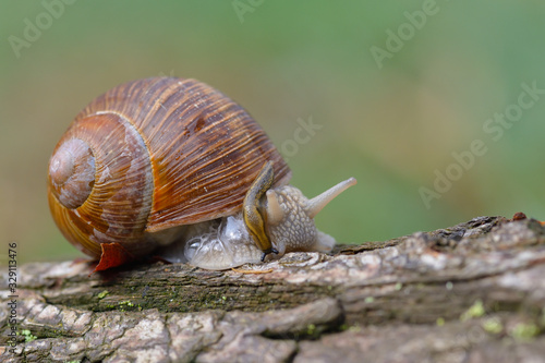 Weinbergschnecke auf dem Waldboden