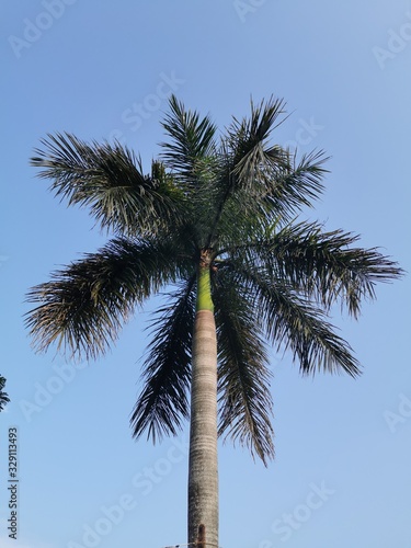 palm tree and blue sky