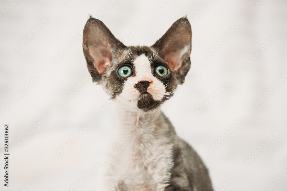 Funny Curious Young Gray Devon Rex Kitten. Short-haired Cat Of English Breed. Close Up Portrait