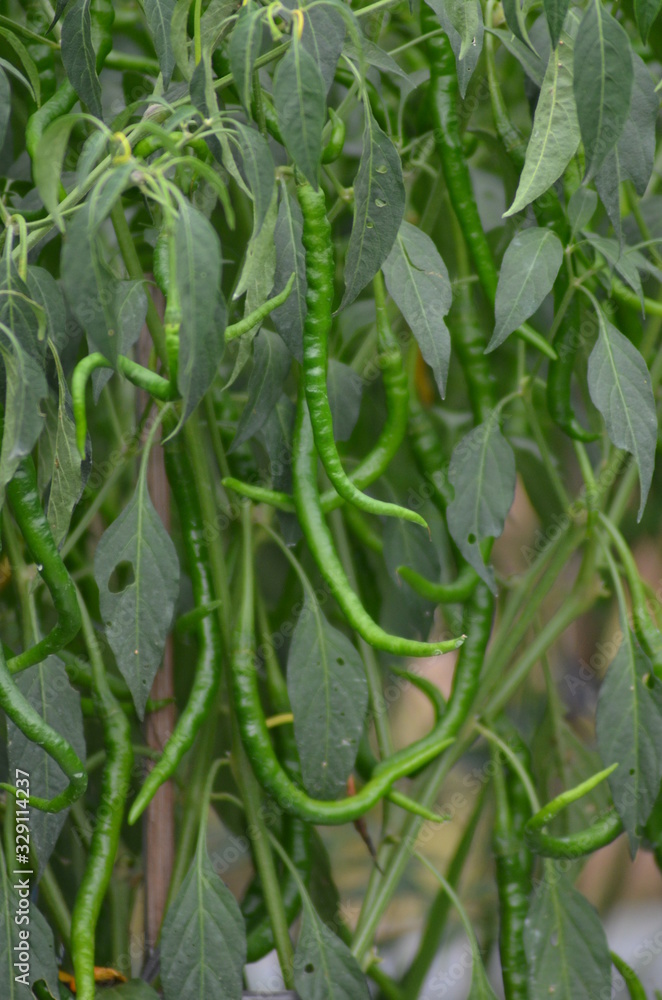 Obraz premium Green chili pepper plant on field agriculture. Garden, fresh.