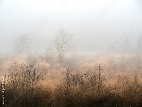 Fog, lake, birds, morning, lights, reflections, cypress tree, cottonwoods, branches, water, sun, smoke, scouting, backgrounds, nature, park, distance, stand, winter, wild, clouds, wet, fairyland, gold