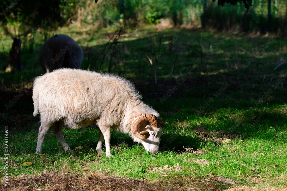 Fototapeta premium Die Ostpreußische Skudde in der Abendsonne 