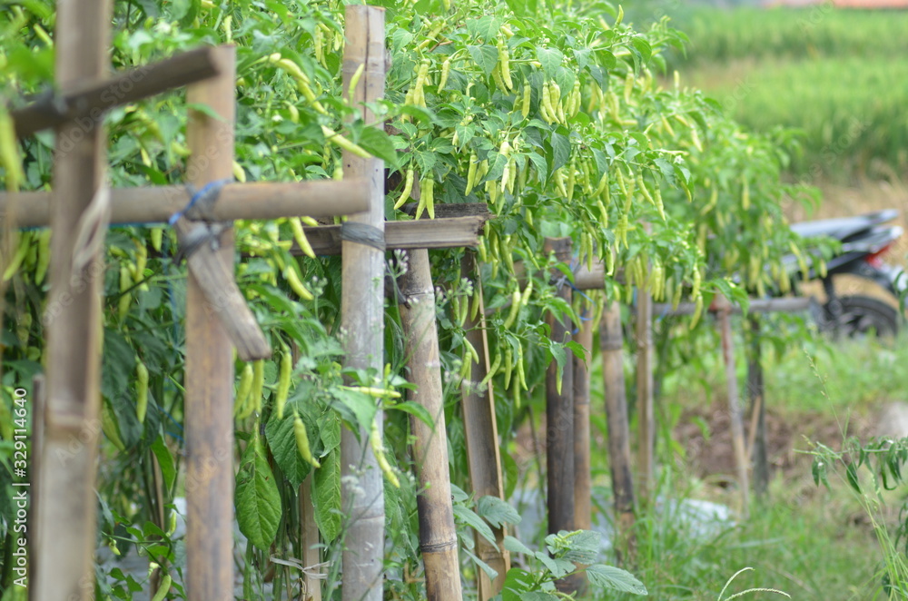 Green chili pepper plant on field agriculture. Garden, fresh. Green chili pepper plant on field agriculture. Garden, fresh.