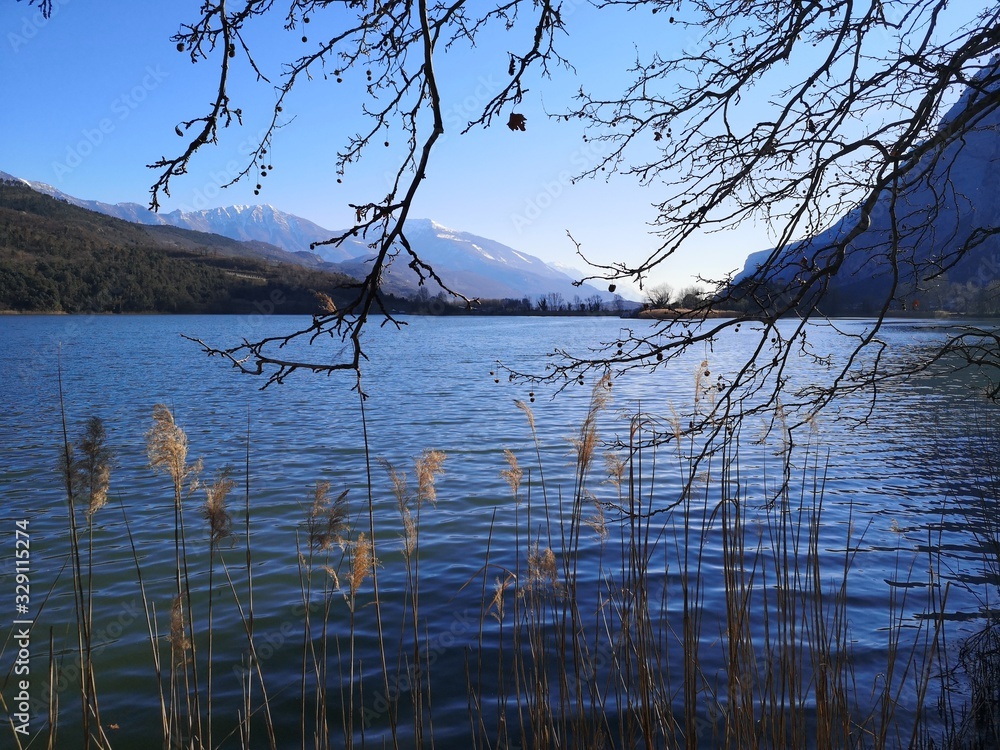 Fototapeta premium tree on lake