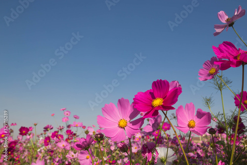 pink cosmos flower