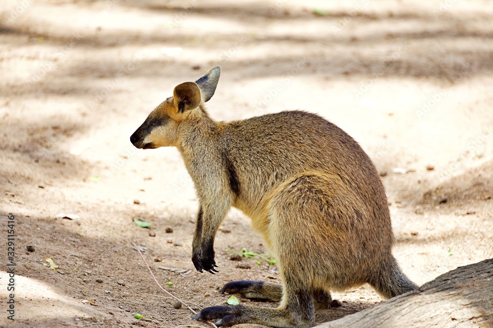 Wallaby