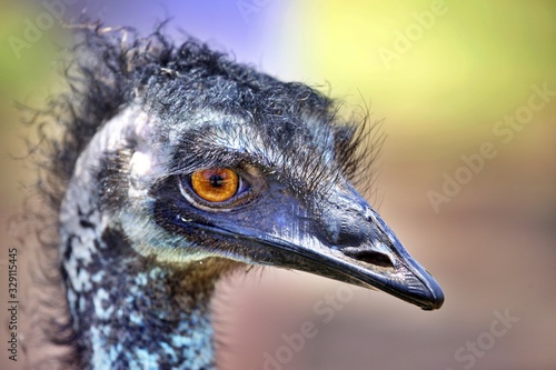 Emu Kopf close up