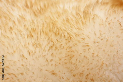 Background of beige soft fur carpet with a long pile