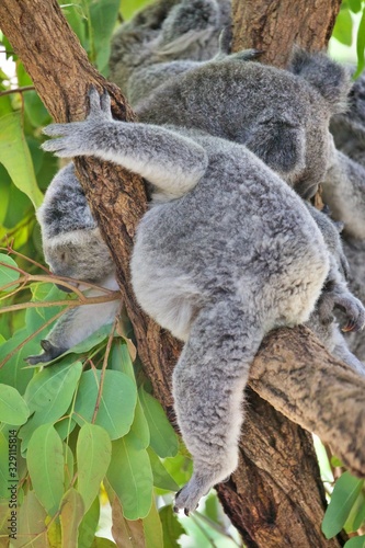 Koala im Eucalyptusbaum