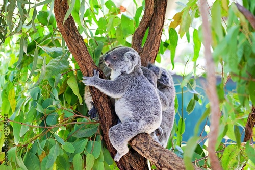 Fototapeta Naklejka Na Ścianę i Meble -  Koala im Eucalyptusbaum