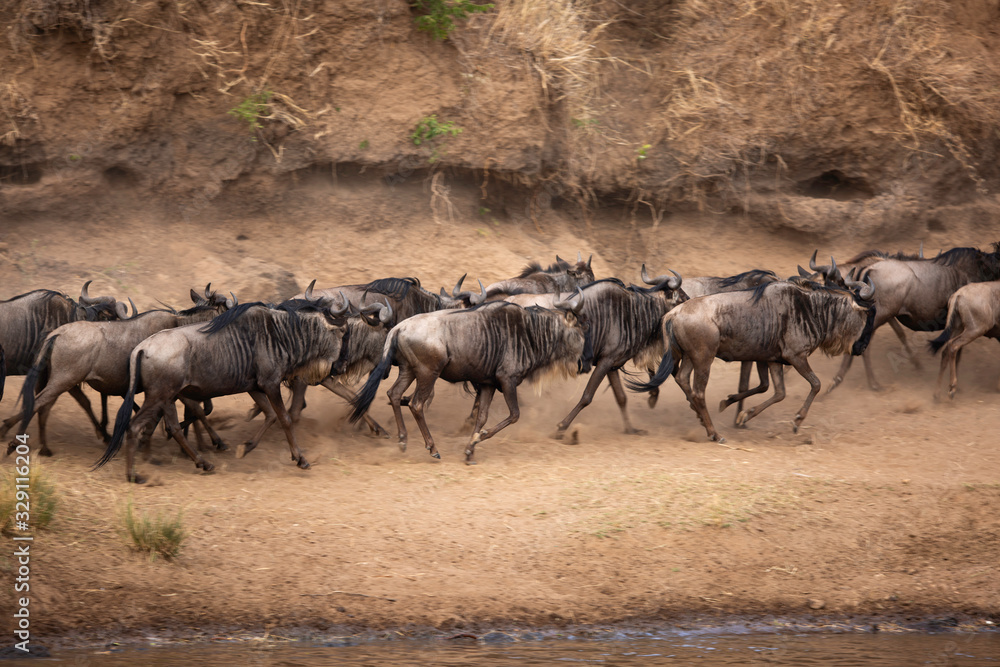 Wildebeests on the other side of the bank after crossing the Mara river, Kenya.Motion blur and panning technique image Wildebeests on the other side of the bank after crossing the Mara river, Kenya.Motion blur and panning technique image