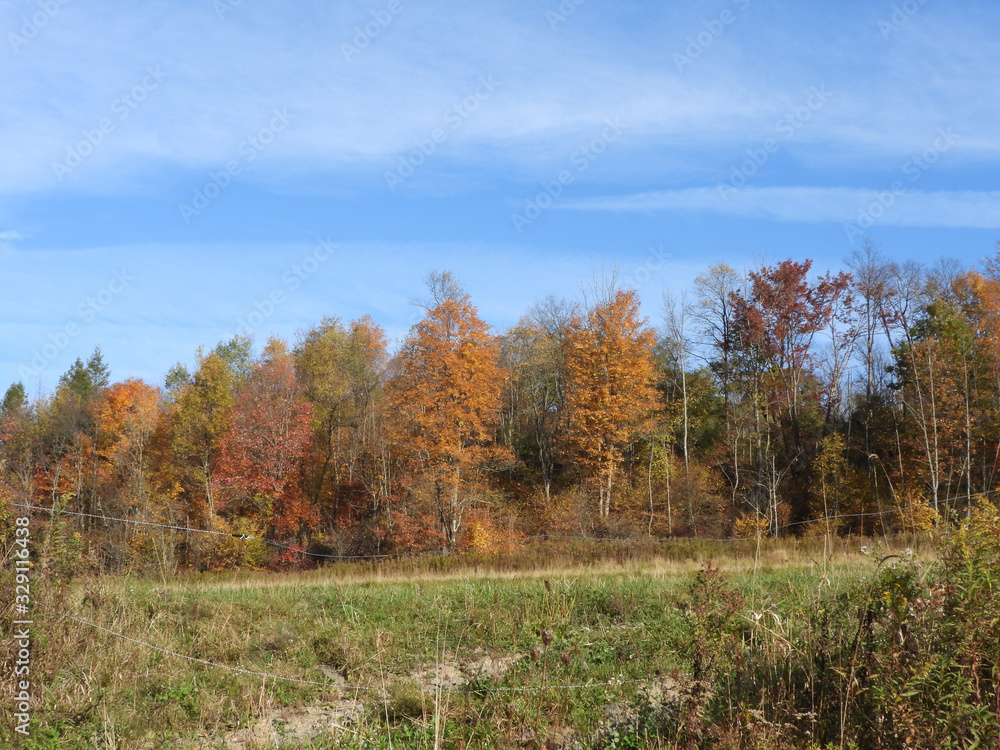 Autumn colors