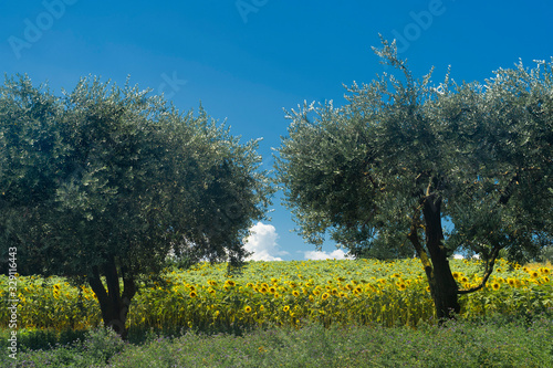 Rural landscape near Monterubbiano, Marches, Italy photo