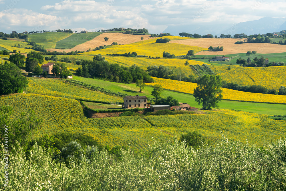Naklejka premium Rural landscape near Mogliano, Marches, Italy