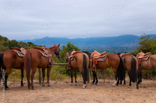 Cavalos de turismo na Cordilheira dos Andes no Chile