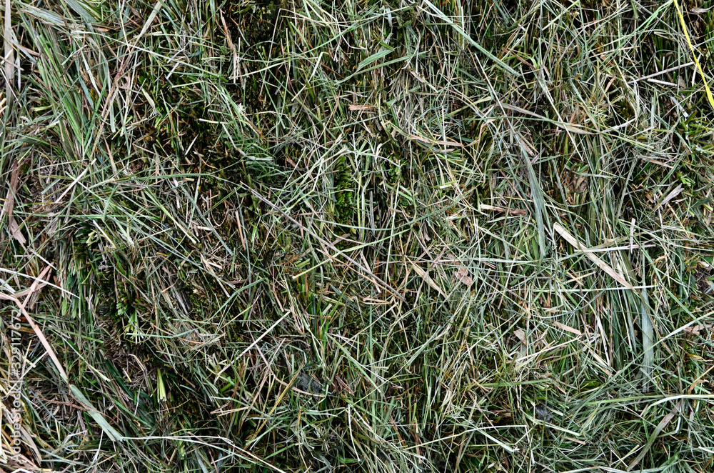 Background with the image of hay Background with the image of hay