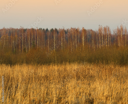 Flock of birds are sitting on naked trees background