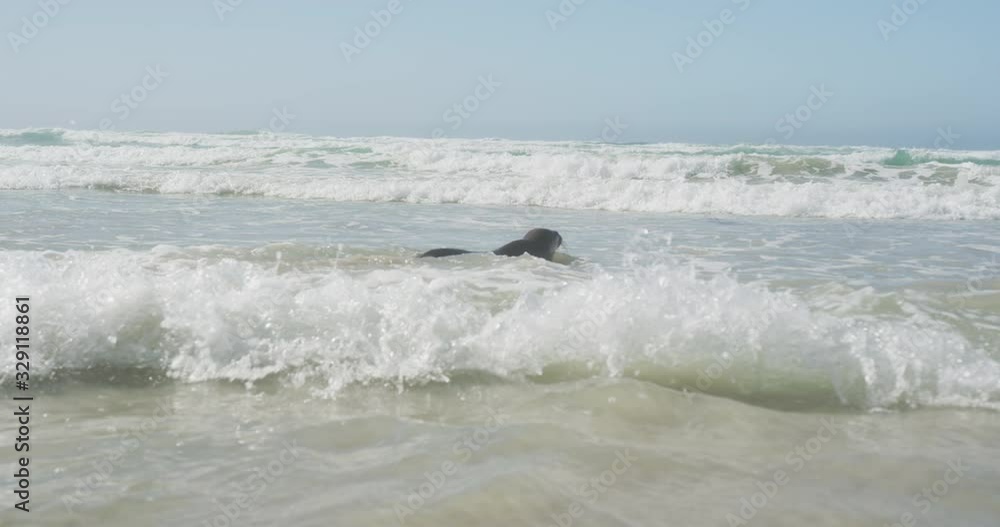 Seal on the beach on sunny day Seal on the beach on sunny day