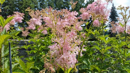 Garden fresh light pink flower, photo by Vijaykumar