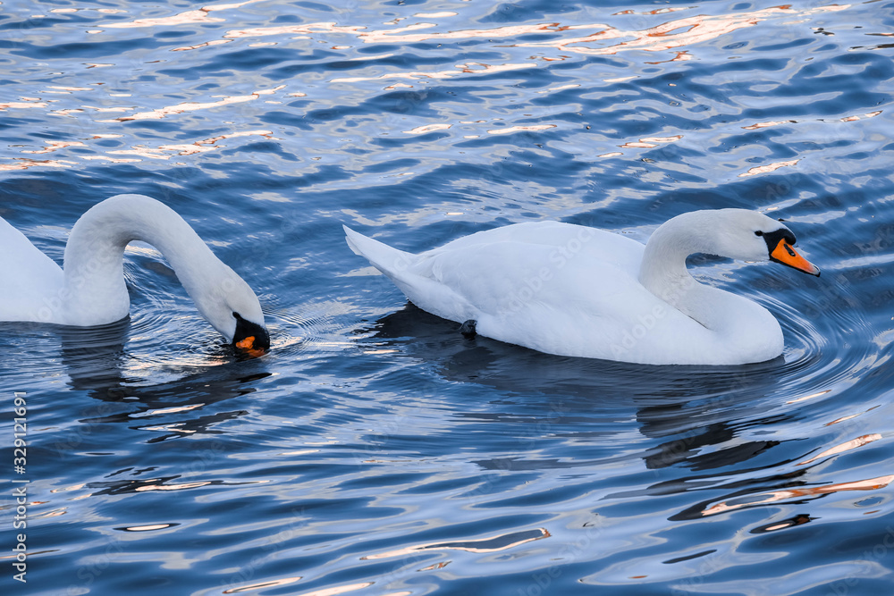 Fototapeta premium white swan close up, baltic sea