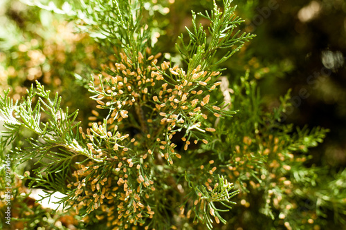 Spruce branch closeup in spring