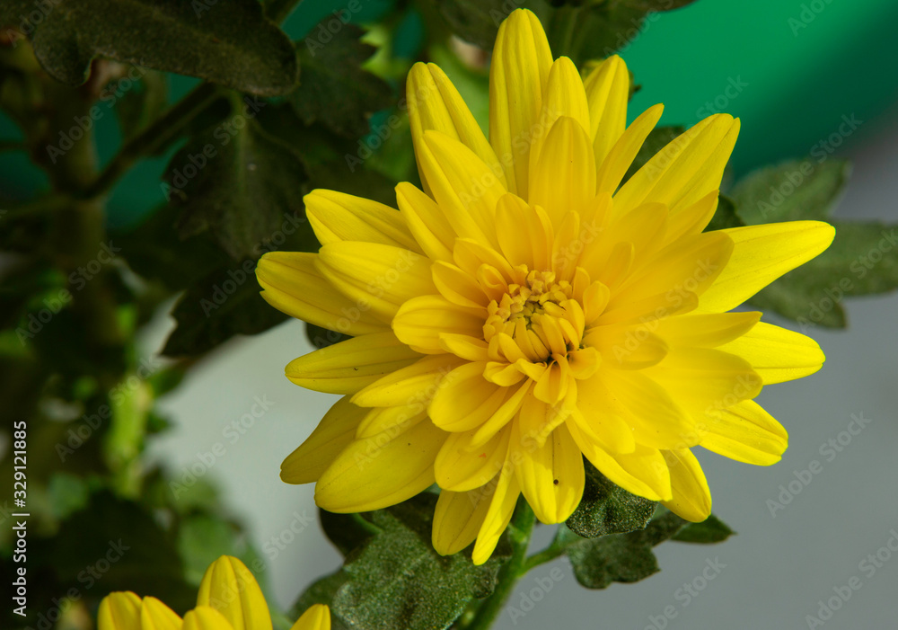 Chrysanthemums are flowering plants Chrysanthemums are flowering plants