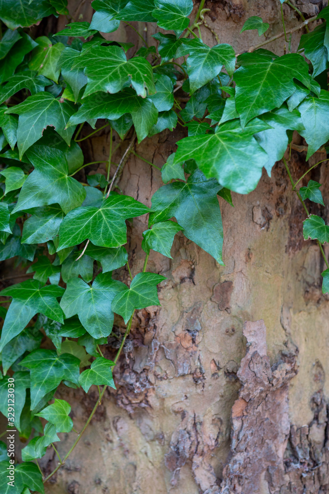 English Ivy aka Hedera Helix growing on massive tree trunk close up leaves. English Ivy aka Hedera Helix growing on massive tree trunk close up leaves.