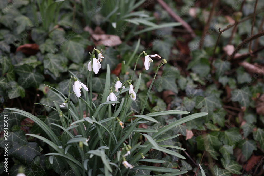 Spring Snowflake aka Leucojum Vernum white bell flower commonly found growing in Europe. Spring Snowflake aka Leucojum Vernum white bell flower commonly found growing in Europe.