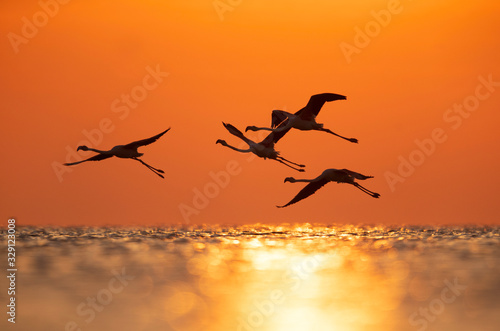 Greater Flamingos takeoff at Asker coast in the morning with beautiful hue in the sky and water, Bahrain