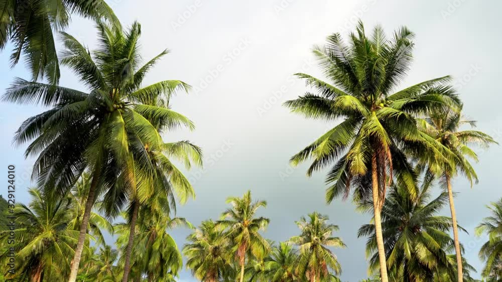palm trees against a rainy sky. Tropical nature palm trees against a rainy sky. Tropical nature