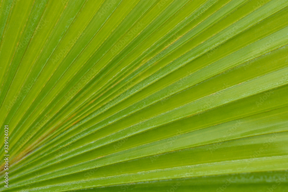 Round-leaf fountain palm Round-leaf fountain palm